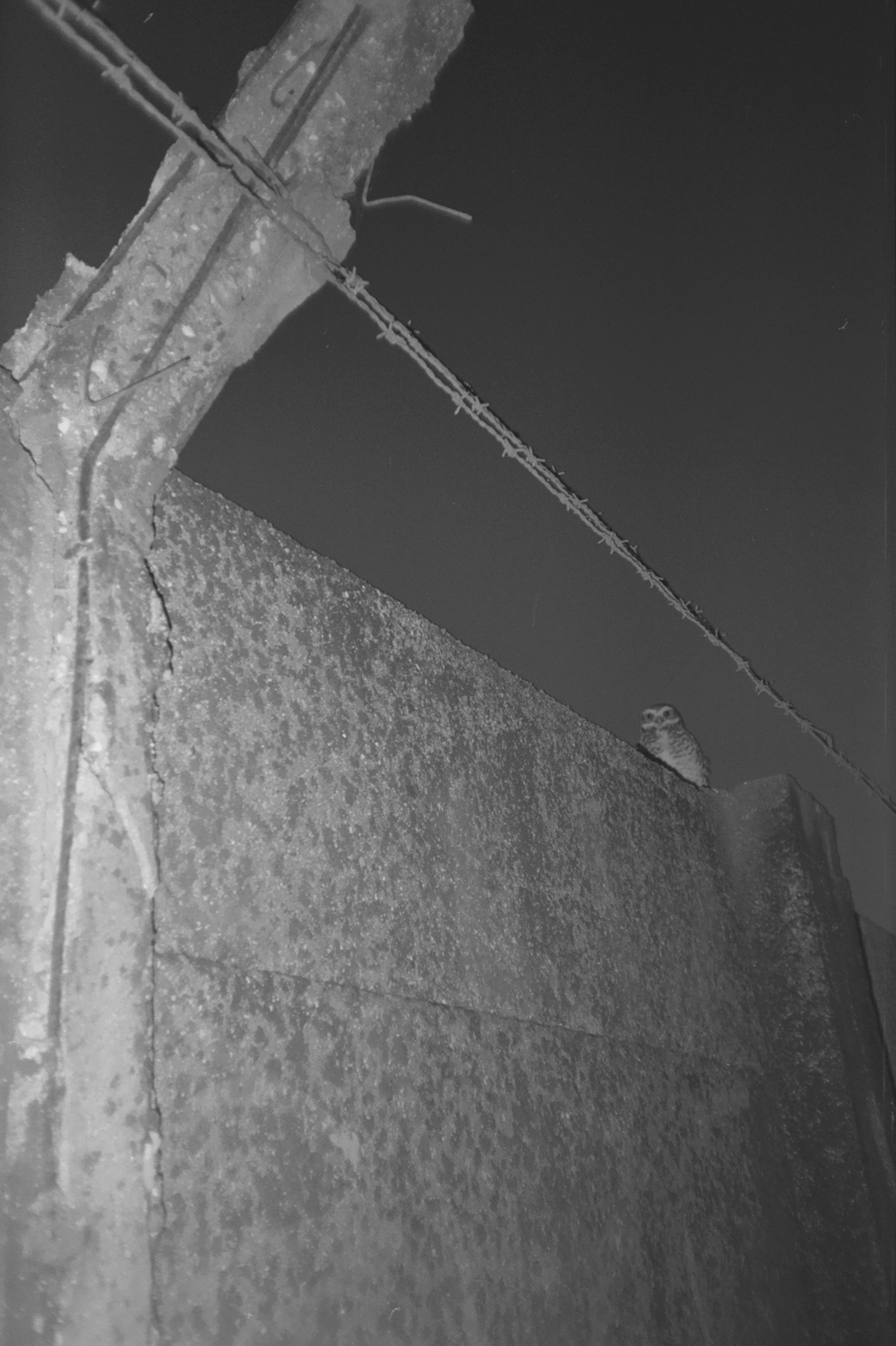 Búho en la naturaleza